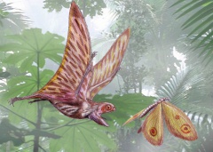 † Anurognathus ammoni(vor etwa 163,5 bis 145 Millionen Jahren)